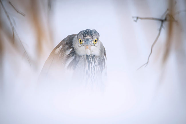„Czapla zimow por”, fot. Mariusz Kowalski